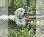 Small #11 Breeder Profile image