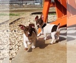 Small #31 Breeder Profile image