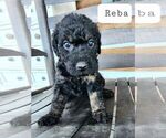 Small Photo #1  Breeder Profile in WHITE PINE, TN, USA