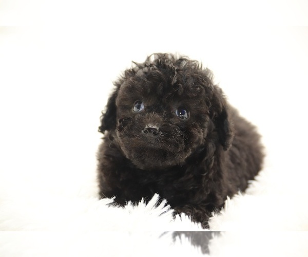 Medium Photo #7  Breeder Profile in DYERSBURG, TN, USA