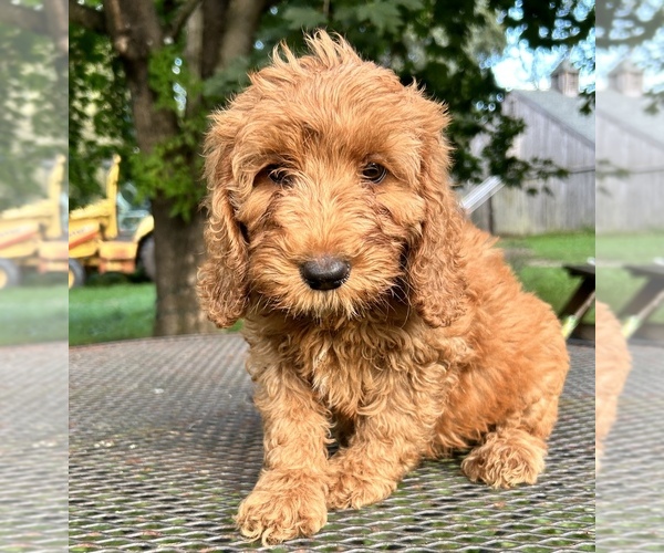 Medium Photo #5  Breeder Profile in NEWMARKET, NH, USA