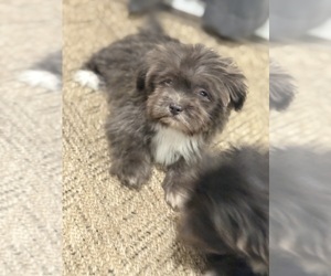 Shih Tzu Dog Breeder near TULARE, CA, USA