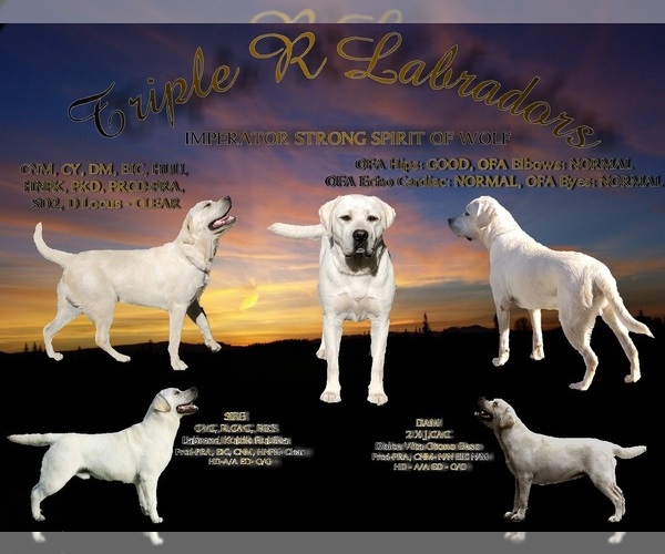 Medium Photo #1  Breeder Profile in TOLEDO, WA, USA