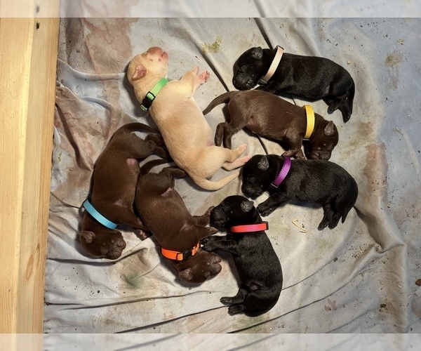 Medium Photo #2  Breeder Profile in SABETHA, KS, USA