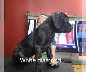 Cane Corso Dog Breeder near CHICAGO, IL, USA