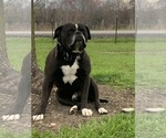 Small #72 Breeder Profile image
