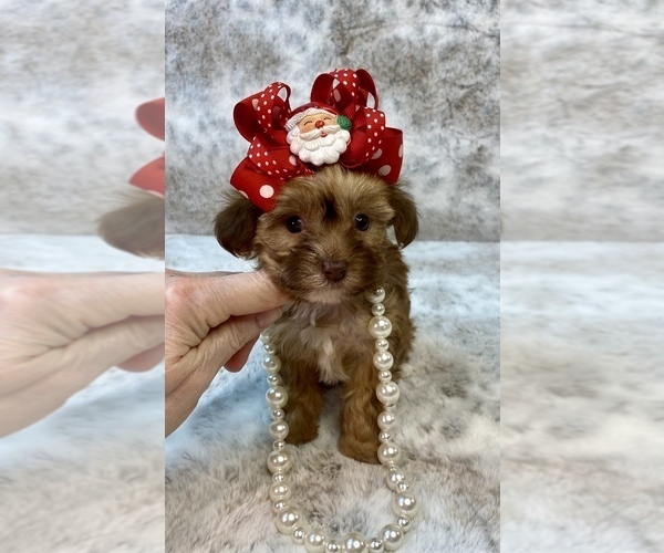 Medium Photo #3  Breeder Profile in STANTONVILLE, TN, USA