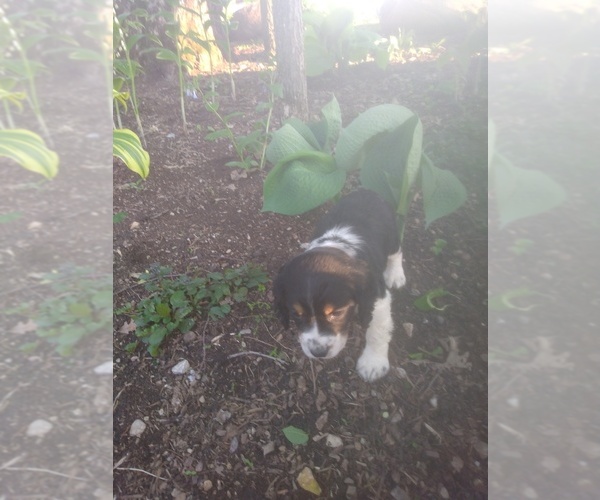 Medium Photo #1  Breeder Profile in ELMA, IA, USA