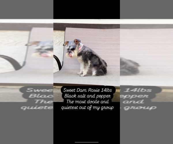 Medium Photo #9  Breeder Profile in RESCUE, CA, USA