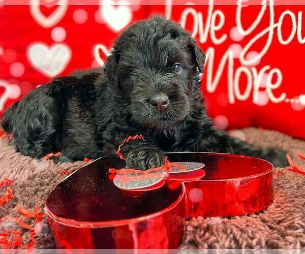Medium Photo #10  Breeder Profile in S CHARLESTON, WV, USA