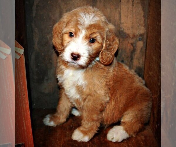 Medium Photo #1  Breeder Profile in DIXON, IL, USA