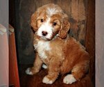 Small breeder photo