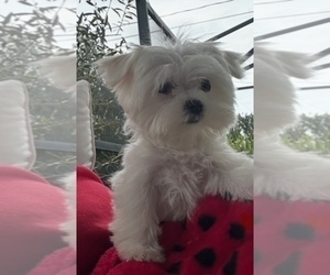 Maltese Dog Breeder near DELTONA, FL, USA