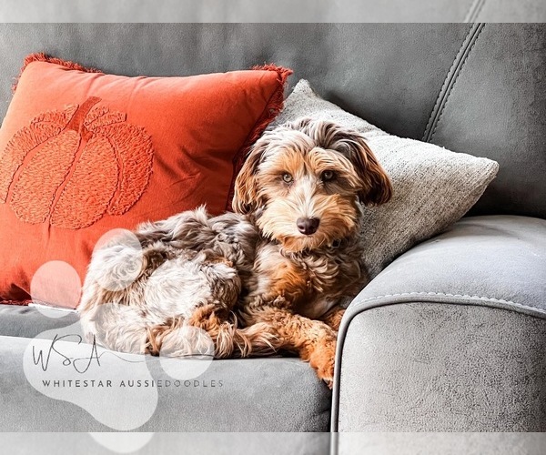 Medium Photo #33  Breeder Profile in SHIOCTON, WI, USA