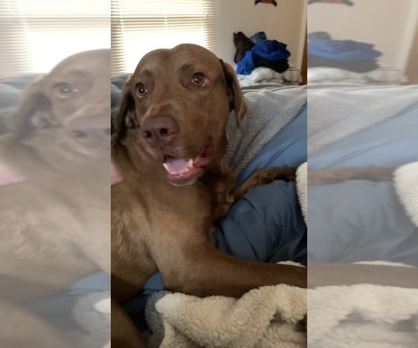 Medium Photo #1  Breeder Profile in FLOYD, VA, USA