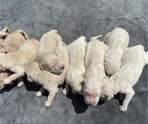 Medium Photo #1  Breeder Profile in AHOSKIE, NC, USA