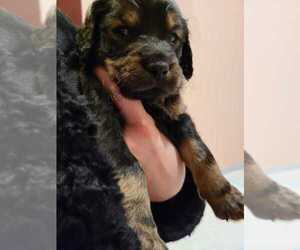 Golden Labrador-Goldendoodle Mix Dog Breeder in BLOOMINGTON,  USA