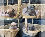 Small breeder photo