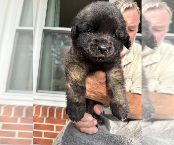Medium Photo #10  Breeder Profile in MANCHESTER, TN, USA