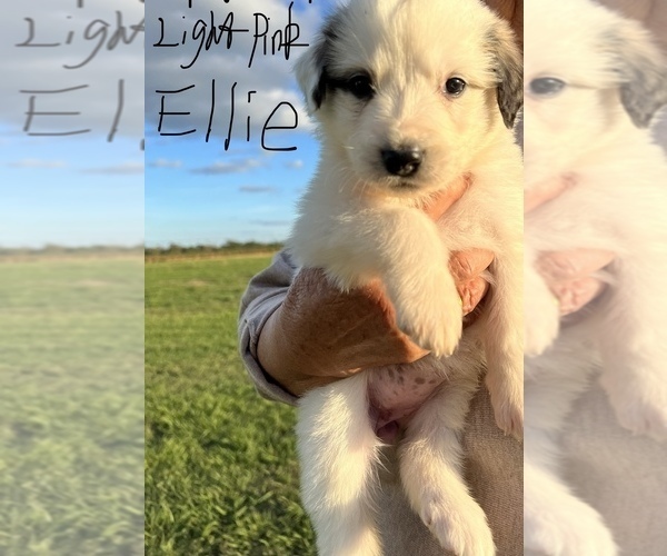 Medium Photo #14  Breeder Profile in FRANKLINTON, LA, USA