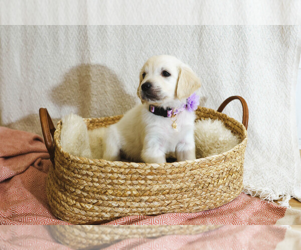Medium Photo #11  Breeder Profile in MALDEN, MA, USA