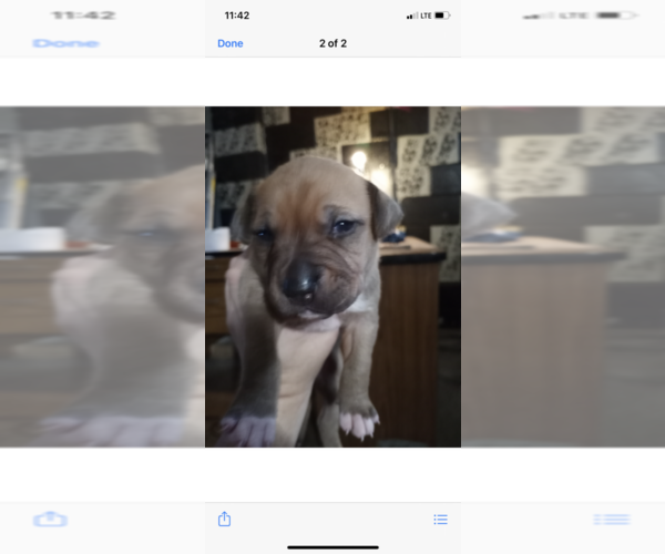 Medium Photo #1  Breeder Profile in DETROIT, MI, USA