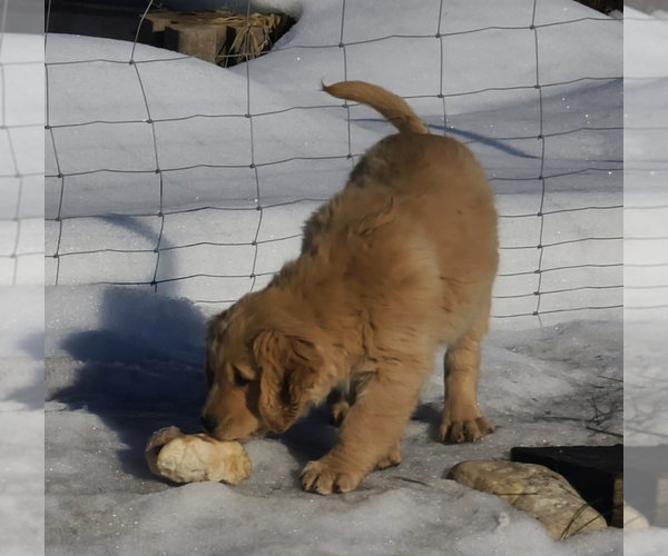 Medium Photo #1  Breeder Profile in KETTLE FALLS, WA, USA