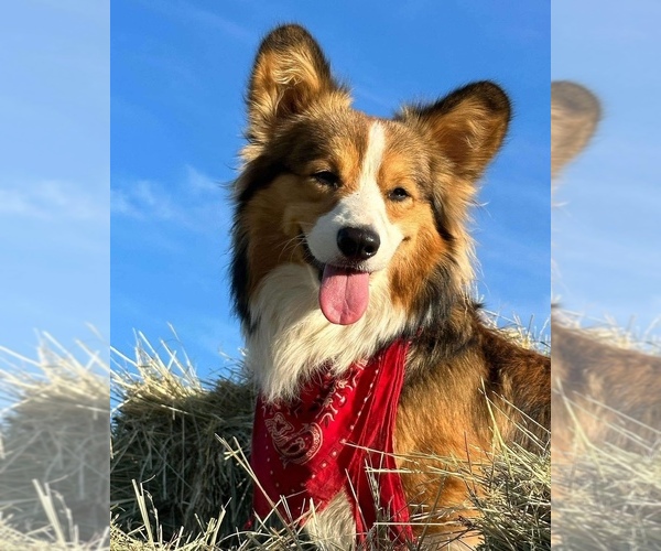 Medium Photo #1  Breeder Profile in NOTI, OR, USA