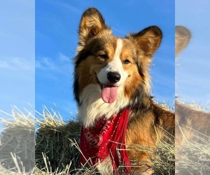Pembroke Welsh Corgi Dog Breeder near NOTI, OR, USA