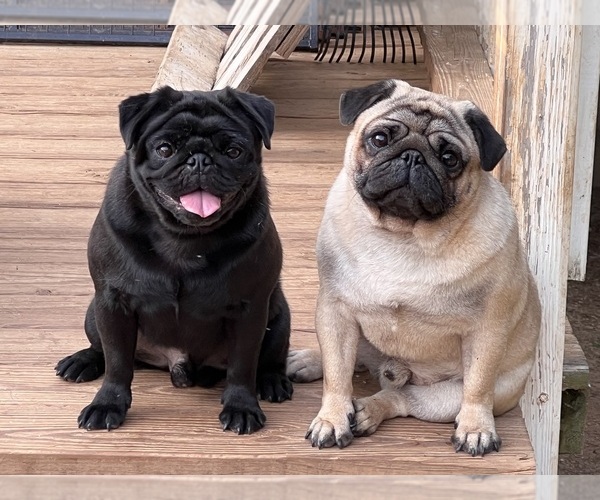 Medium Photo #1  Breeder Profile in RANDLEMAN, NC, USA