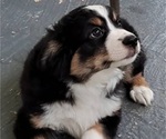 Small #9 Breeder Profile image