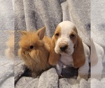 Small Photo #1  Breeder Profile in PITTSTOWN, NJ, USA
