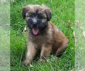 Soft Coated Wheaten Terrier Dog Breeder near GRISWOLD, IA, USA