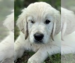 Small #12 Breeder Profile image