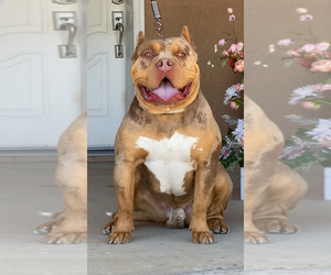 American Bully Dog Breeder in INDIANAPOLIS,  USA