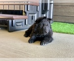 Small #162 Breeder Profile image