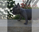 Small Photo #4  Breeder Profile in FONTANA, CA, USA