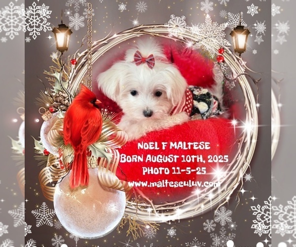 Medium Photo #5  Breeder Profile in SILVERHILL, AL, USA