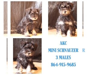 Schnauzer (Miniature) Dog Breeder near LIBERTY, SC, USA