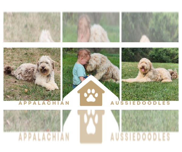 Medium Photo #1  Breeder Profile in FORT ASHBY, WV, USA