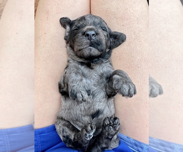 Medium Photo #13  Breeder Profile in POWELL, TN, USA