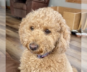 Goldendoodle (Miniature) Dog Breeder near ALGOMA, WI, USA