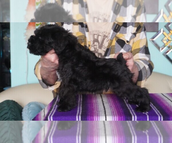 Medium Photo #6  Breeder Profile in PATASKALA, OH, USA