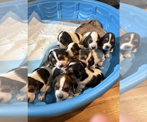 Basset Hound Dog Breeder near GAITHERSBURG, MD, USA