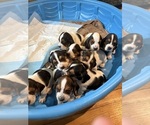 Small breeder photo