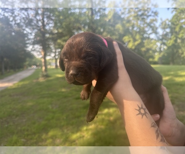 Medium Photo #8  Breeder Profile in SULLIVAN, MO, USA