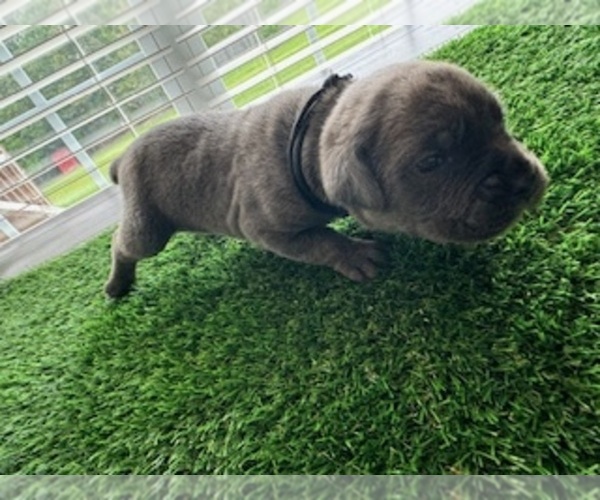 Medium Photo #2  Breeder Profile in SPRING LAKE, NC, USA