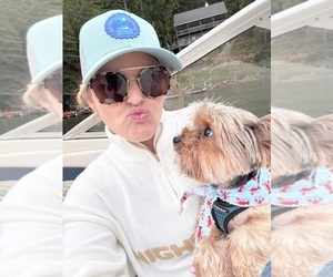 Yorkshire Terrier Dog Breeder near HIGHLANDS, NC, USA