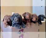 Small breeder photo