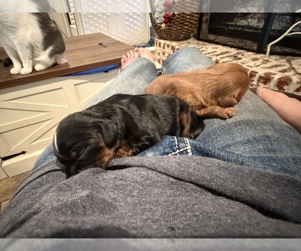 Medium Photo #28  Breeder Profile in WAXAHACHIE, TX, USA